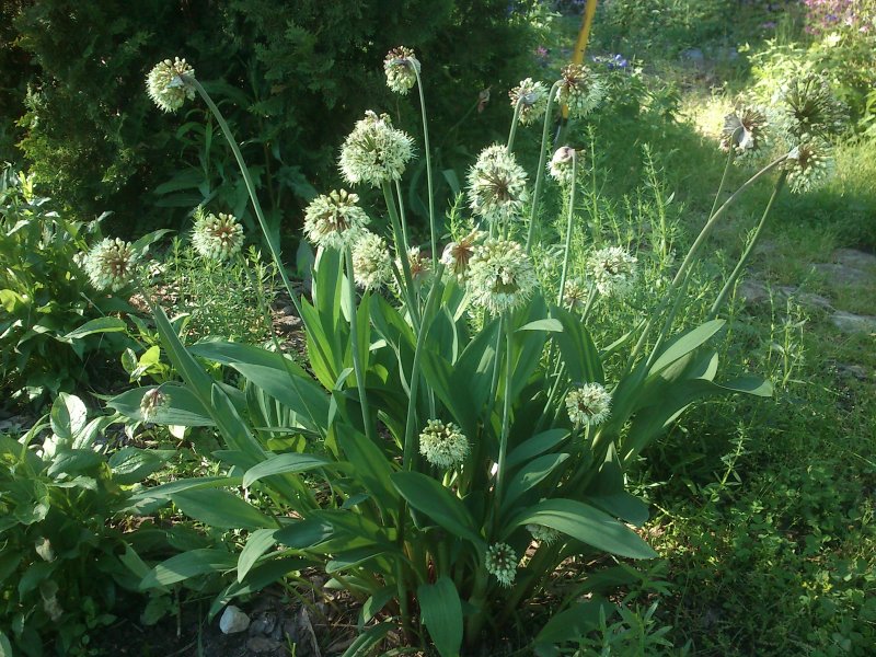 Allium ochotense Лук охотский­